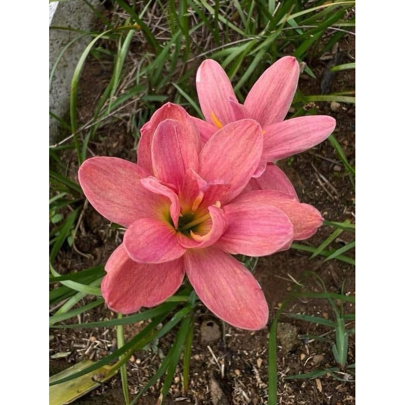 Rain Lily Kataya