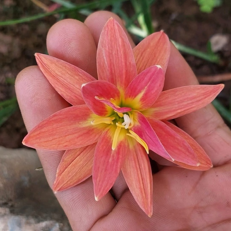 Rain Lily Ma 221