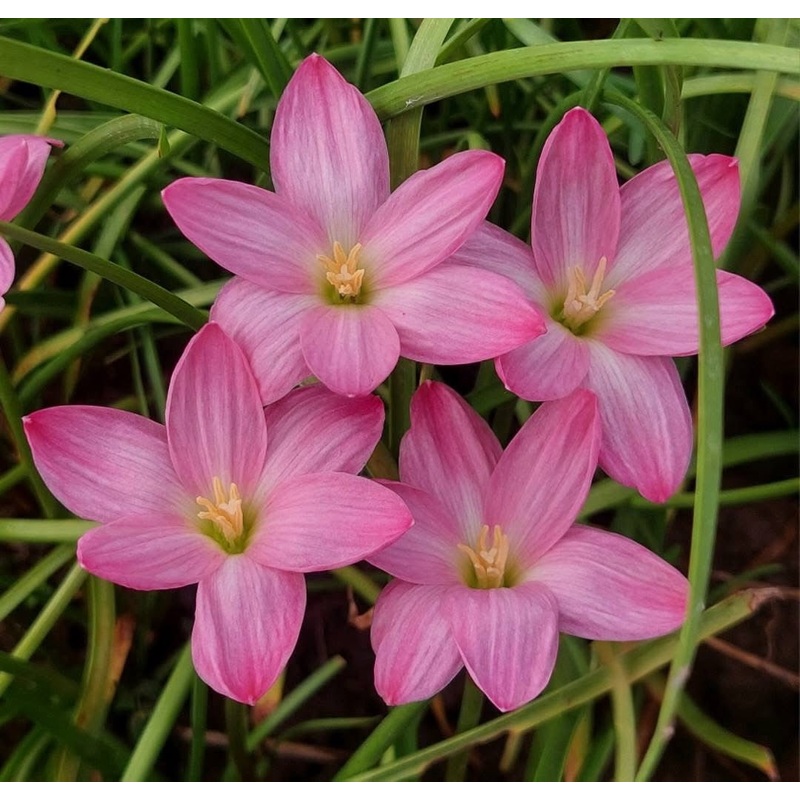 Rain Lily Ma 37