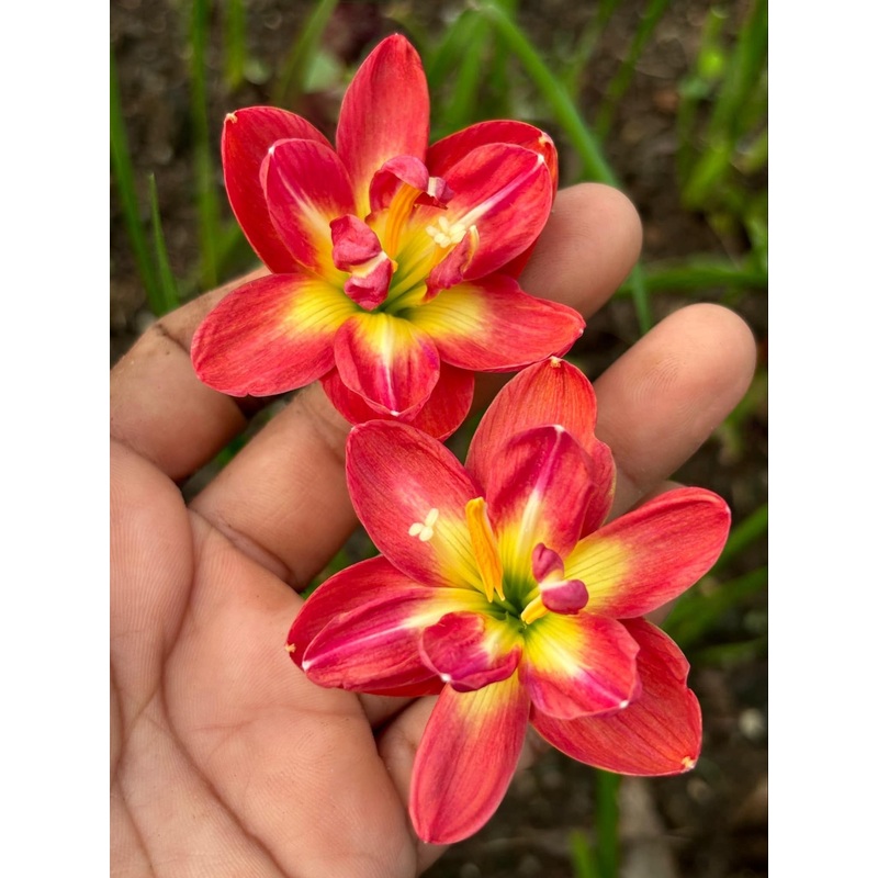 Rain Lily Madamwee