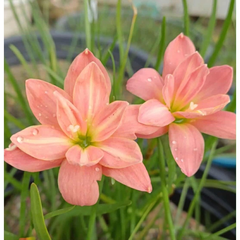 Rain Lily Nakornphanom