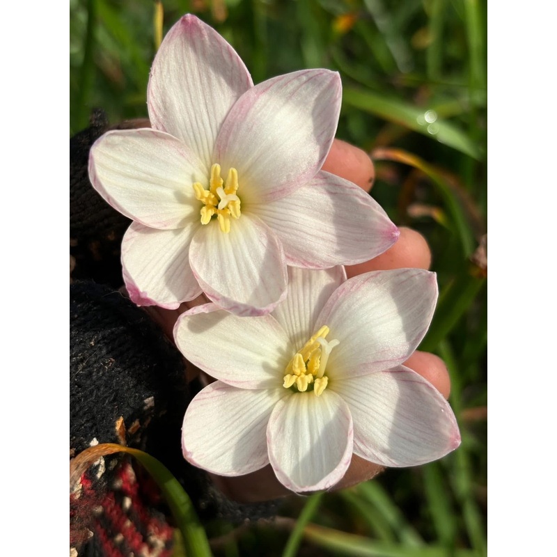 Rain Lily Pine Berry