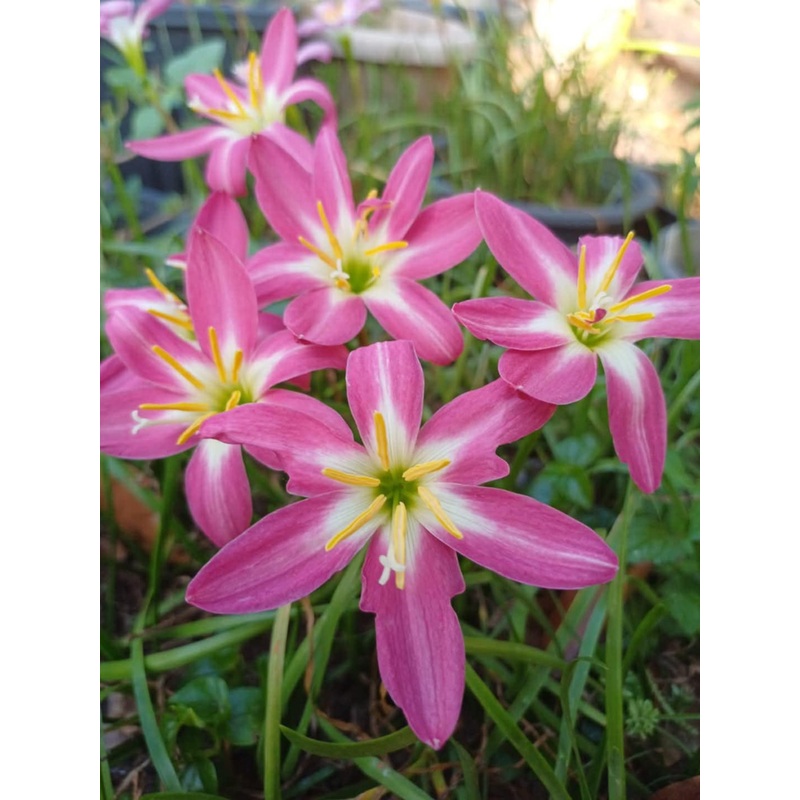 Rain Lily Pink Iyara