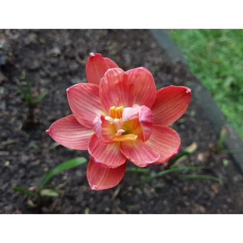 Rain Lily Pink Streaks