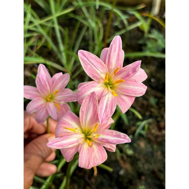 Rain Lily Praepan