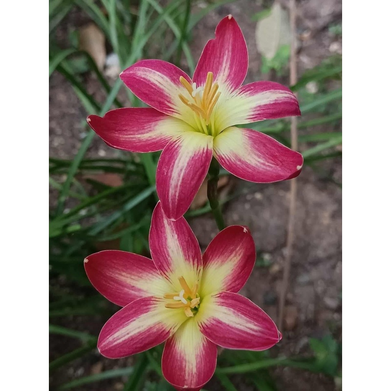 Rain Lily Prika Pink