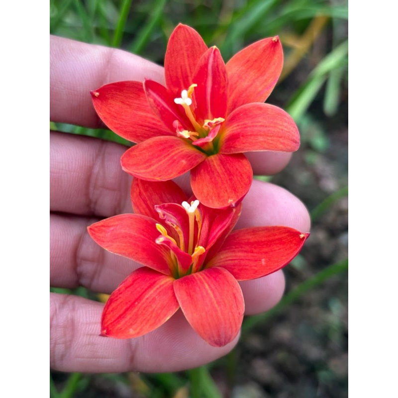 Rain Lily Shock Eye