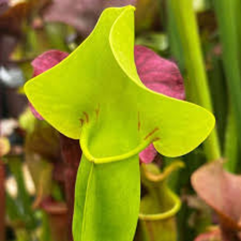 Sarracenia Golden Catesbaei
