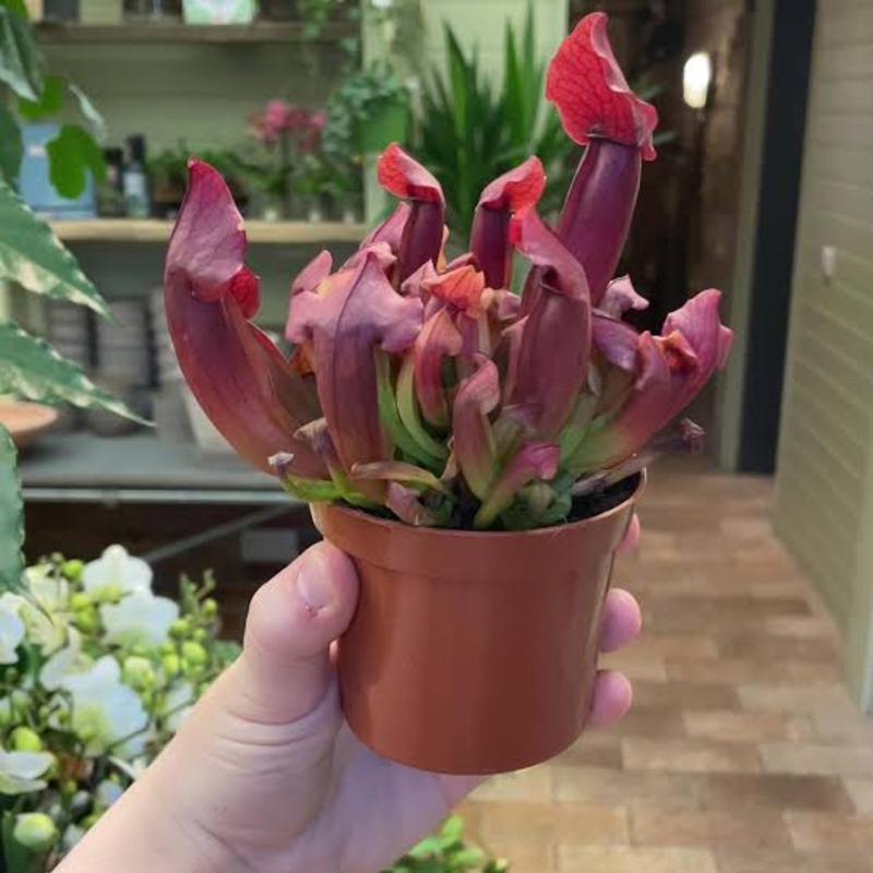 Sarracenia Maroon