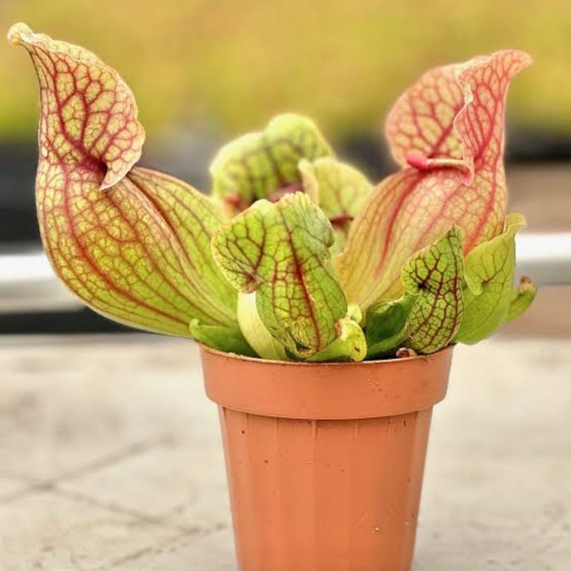 Sarracenia Purpurea