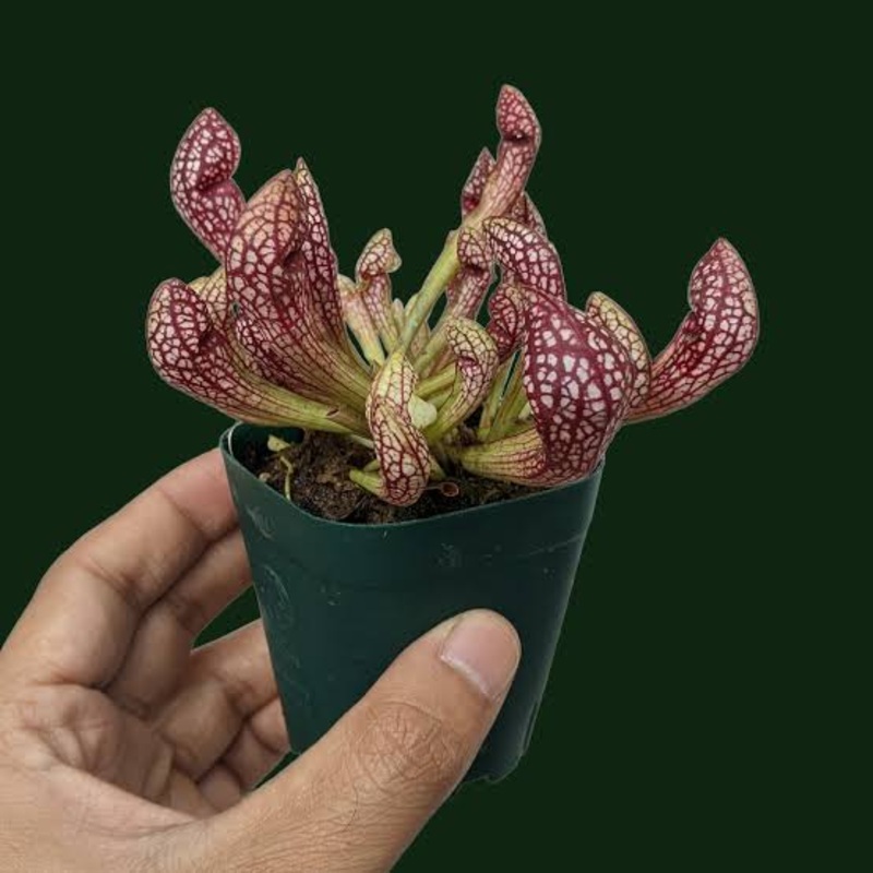 Sarracenia Scarlet Belle