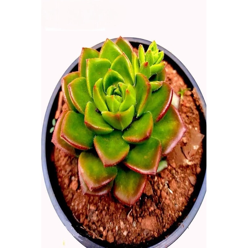 Sedeveria Letizia
