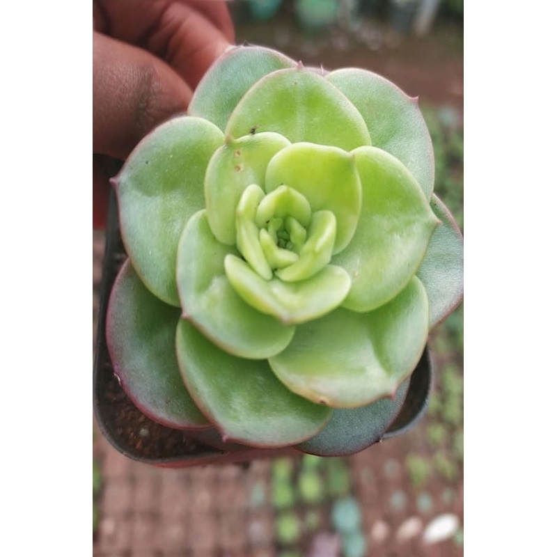 Sedeveria Rolly