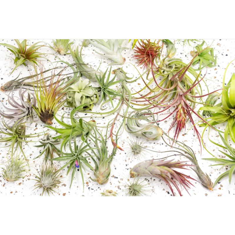 Air Plant|small|medium|large|extra large