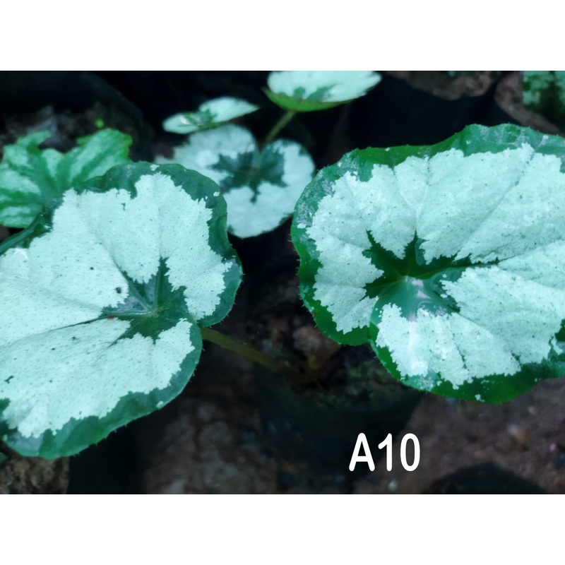 Begonia A 10