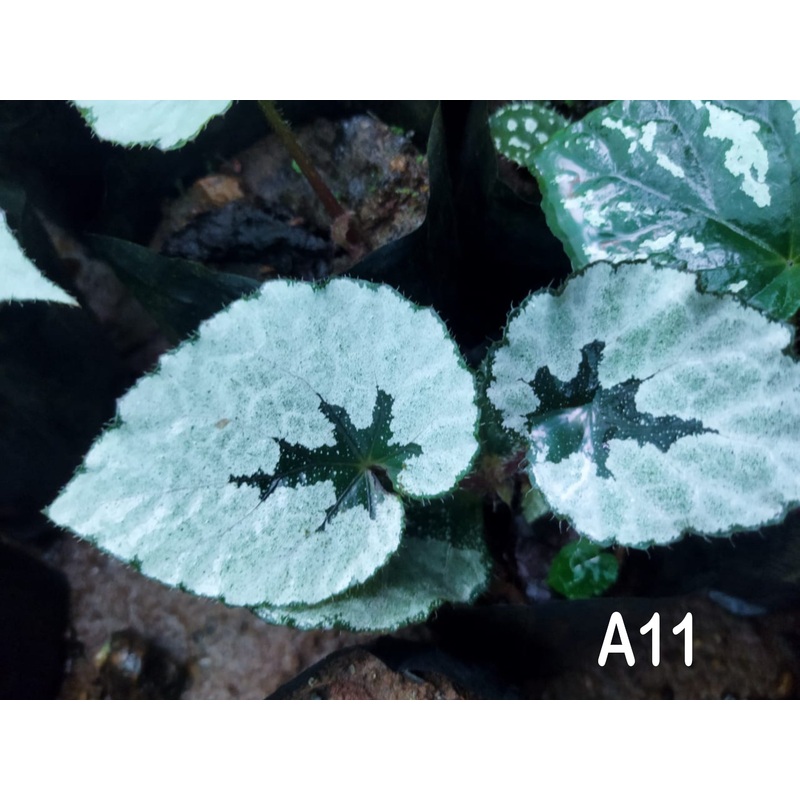 Begonia A 11