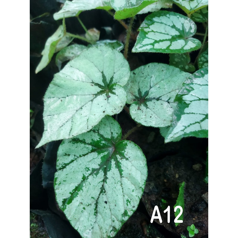 Begonia A 12