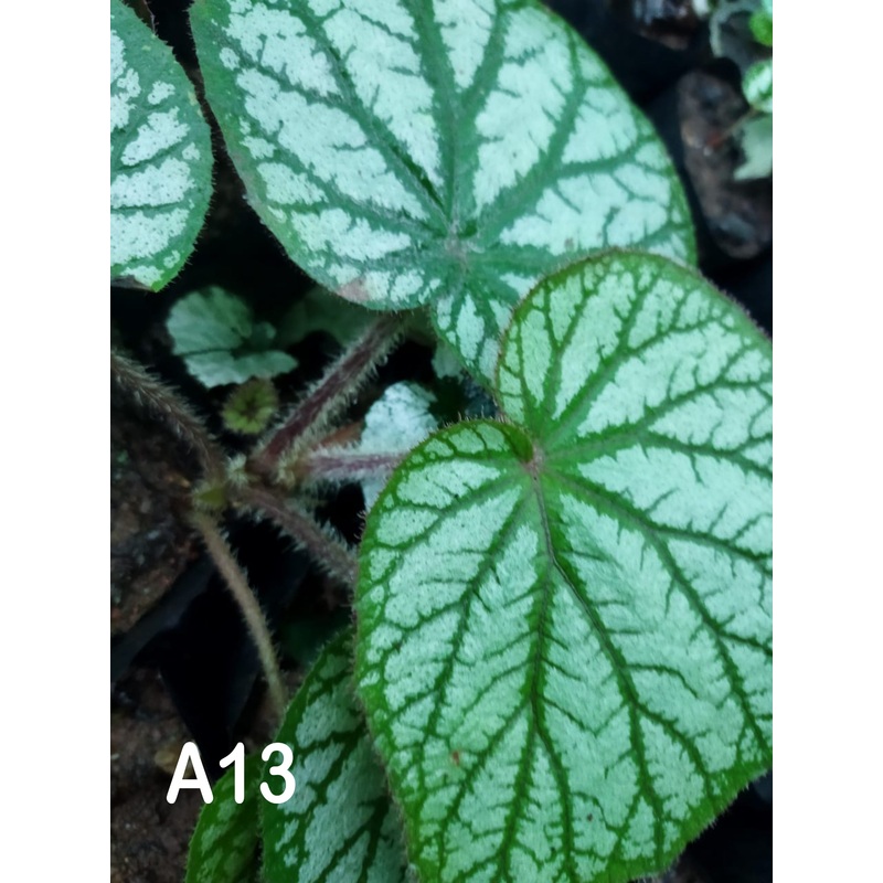 Begonia A 13