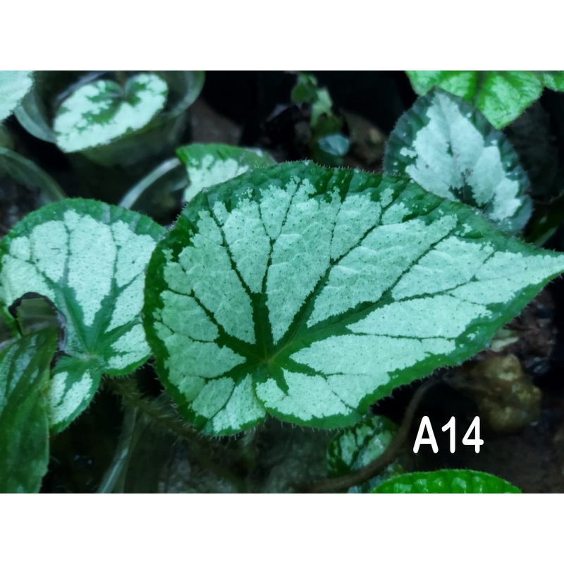 Begonia A 14