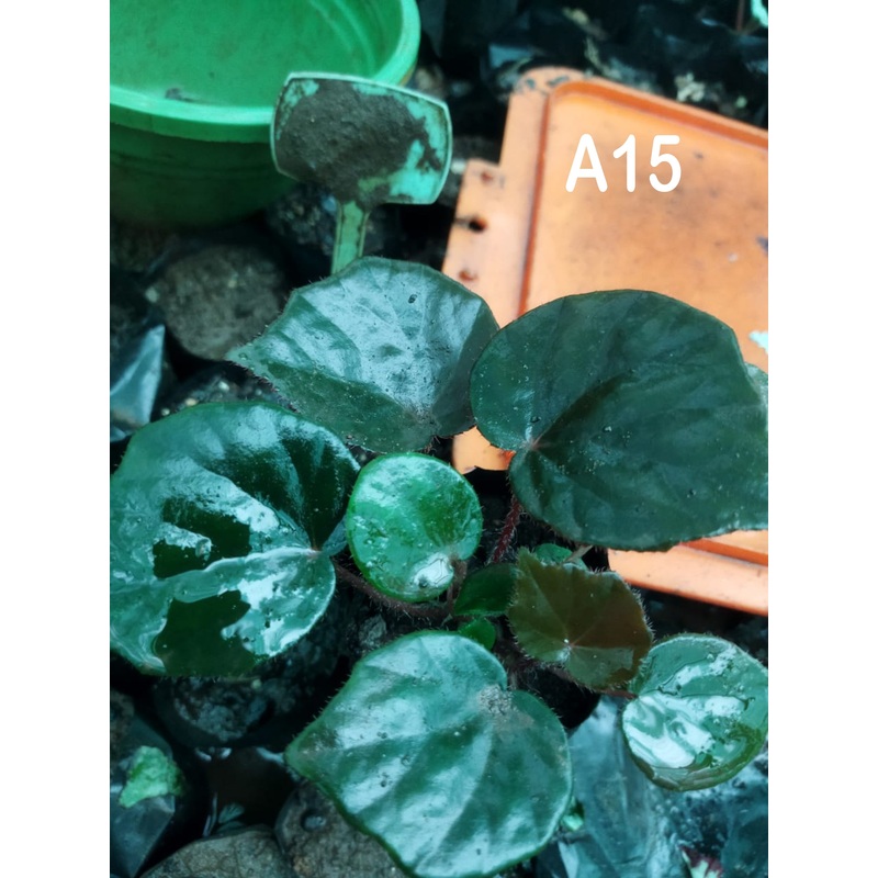 Begonia A 15