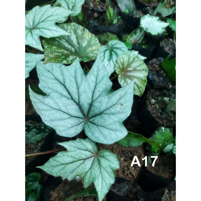 Begonia A 17