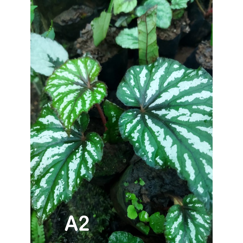 Begonia A 2