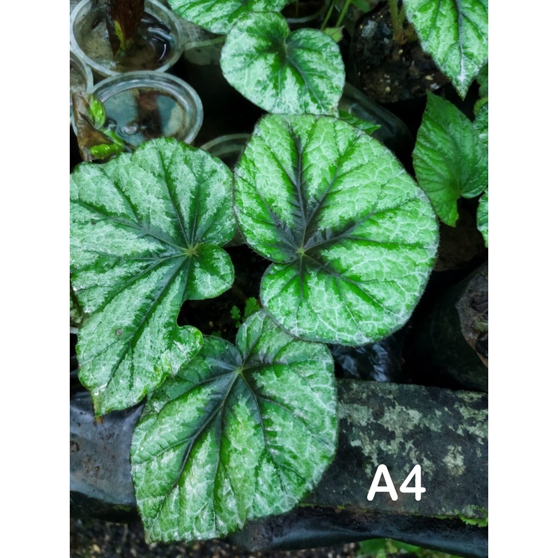 Begonia A 4