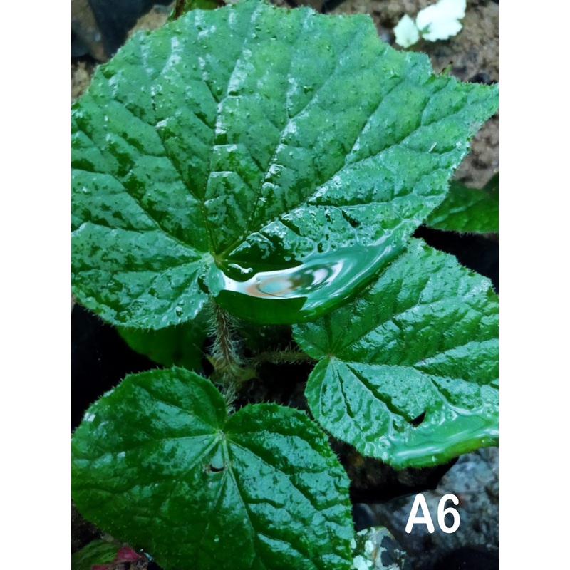 Begonia A 6