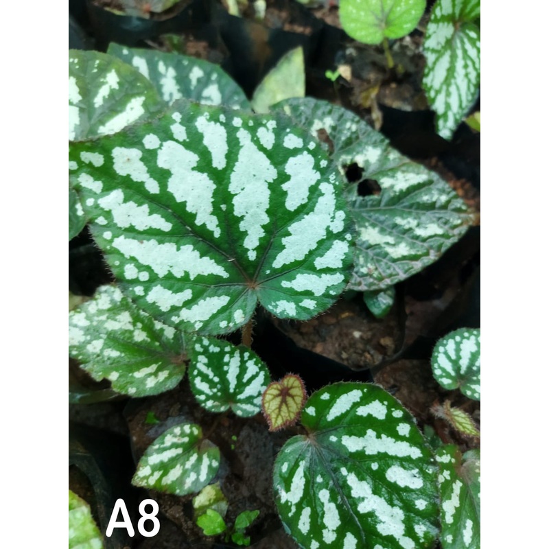 Begonia A 8