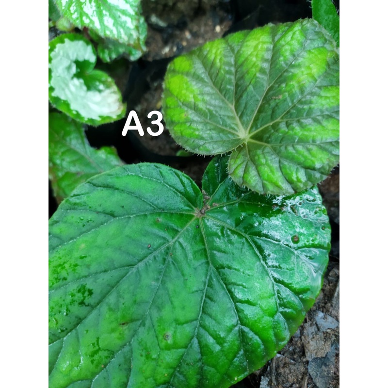 Begonia A3