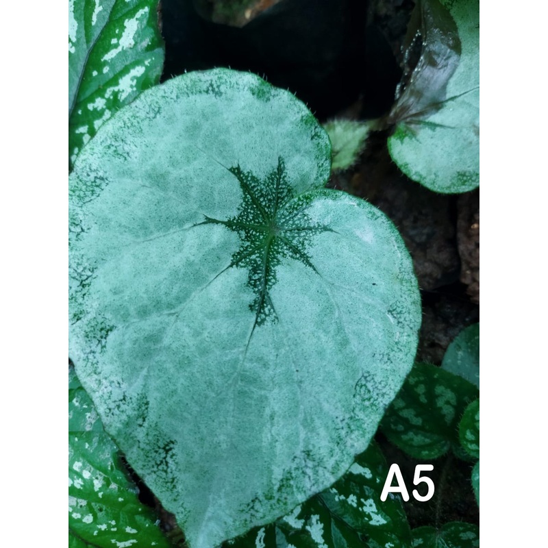 Begonia A5