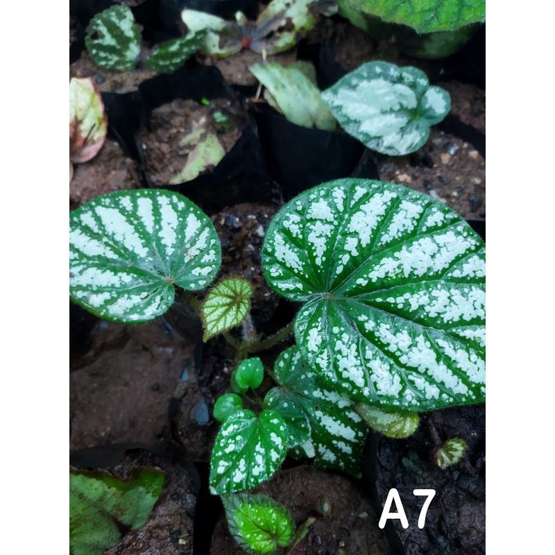 Begonia A7