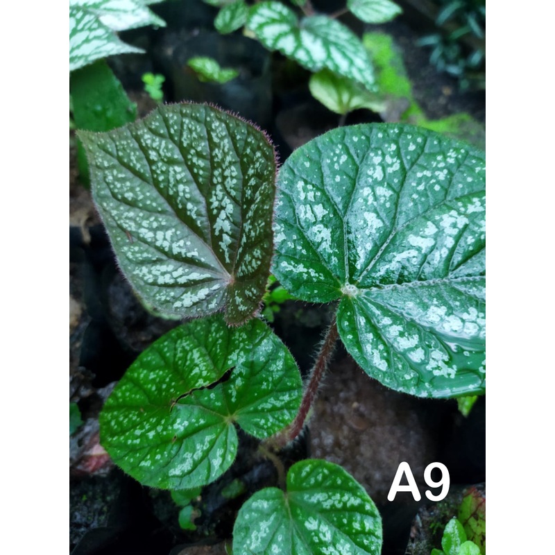 Begonia A9