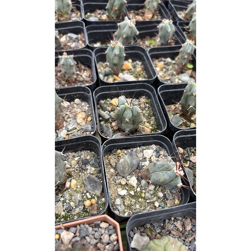 Cactus Echinocactus Platycanthus