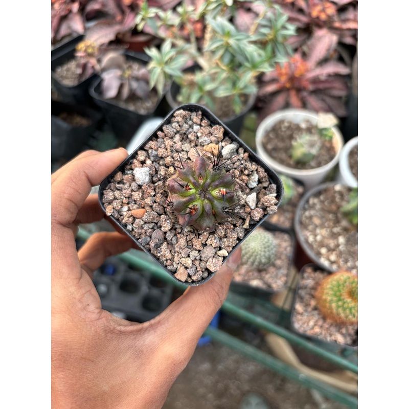 Cactus Eriosys Heinrichiana
