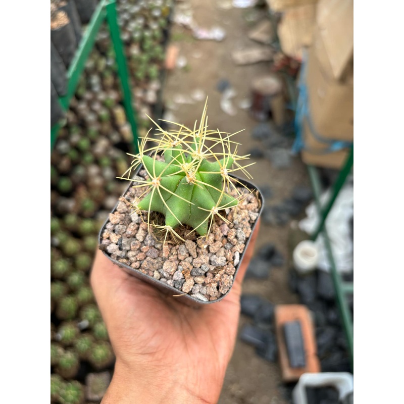 Cactus Fero Glaucescens ( Bare root )