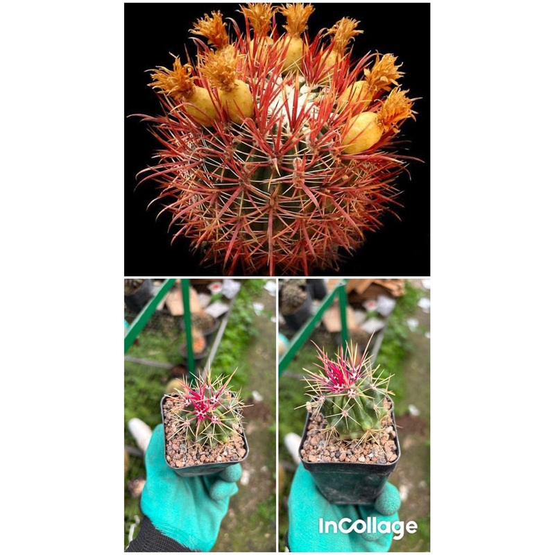 Cactus Fero Lecontei