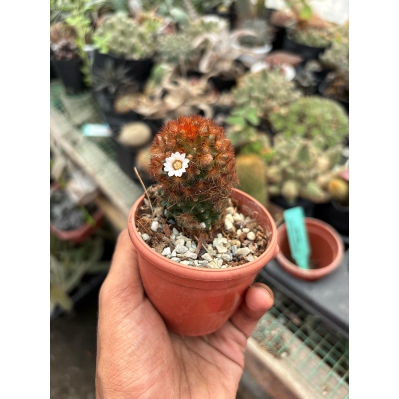 Cactus Mammillaria Carmenae