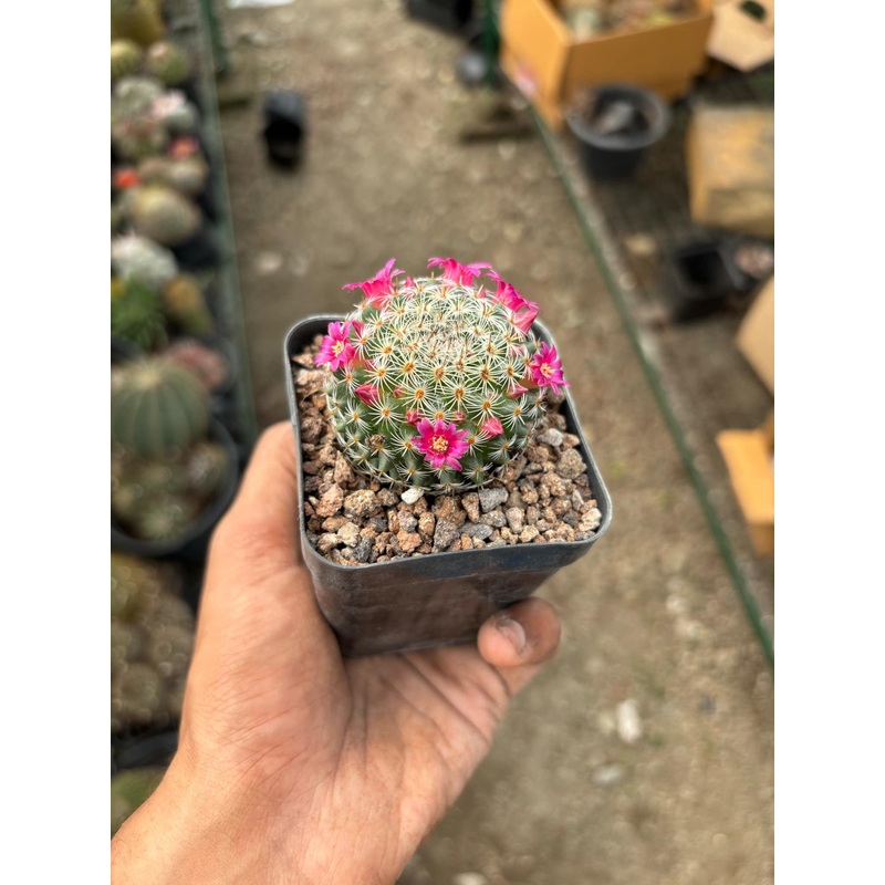 Cactus Mammillaria Elegans