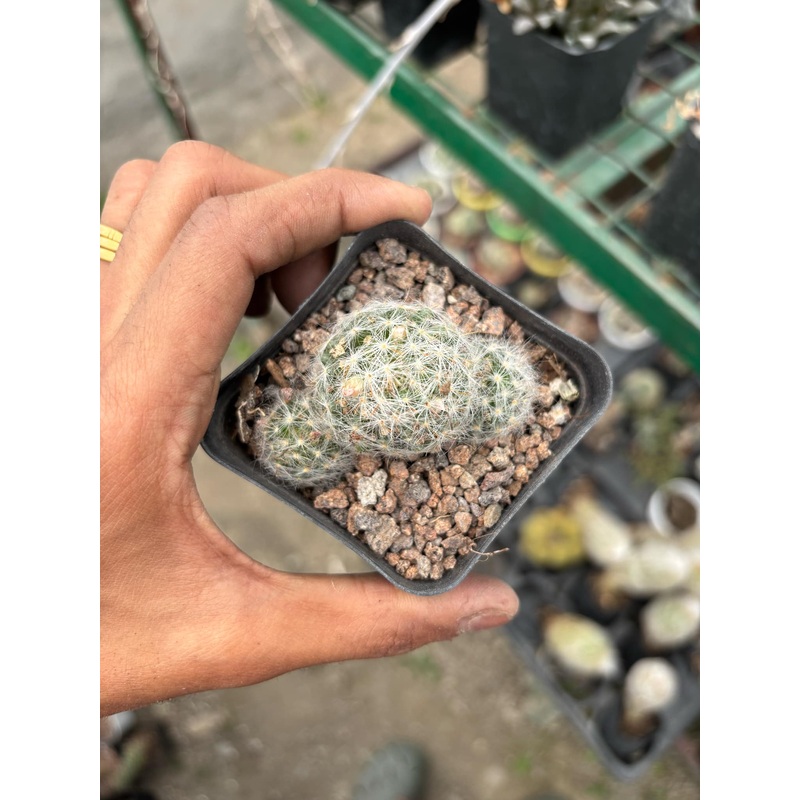 Cactus Mammillaria Glassi ( Bare root )