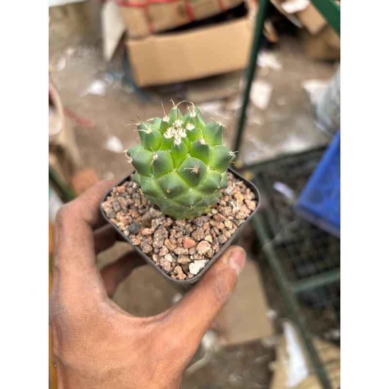 Cactus Mammillaria Toluca
