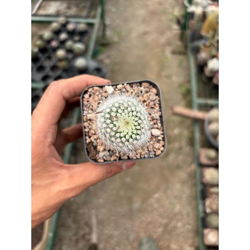 Cactus Noto Scopa ( Bare root )