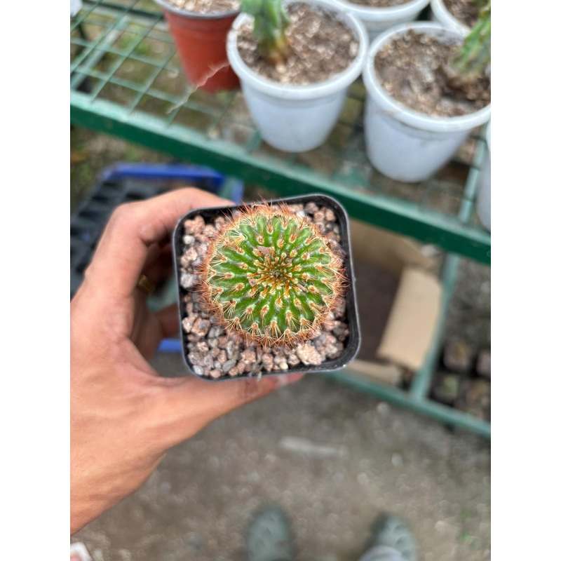 Cactus Notocactus