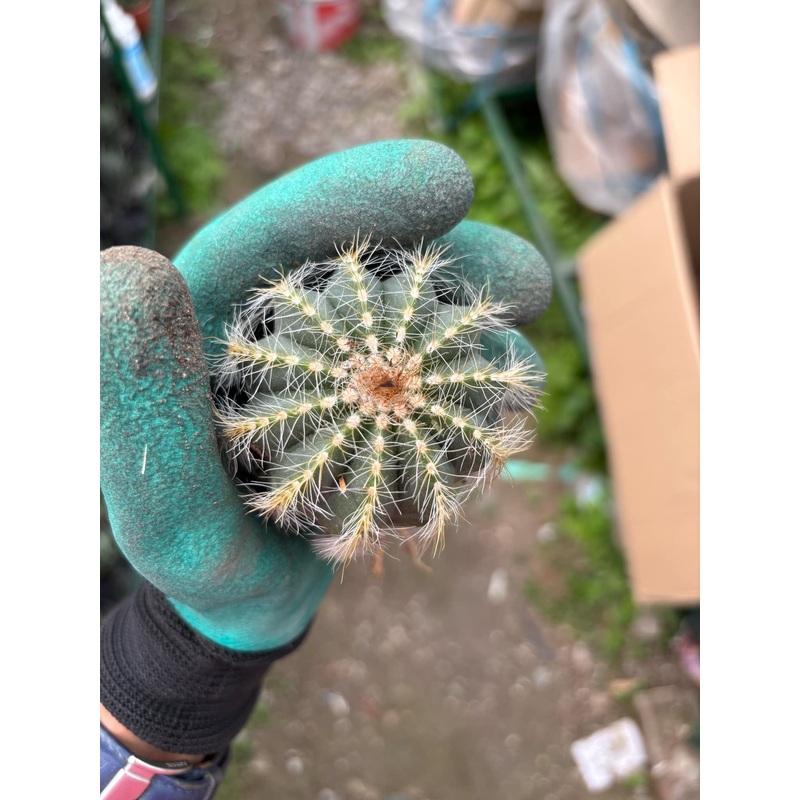 Cactus Notocactus Magnificus