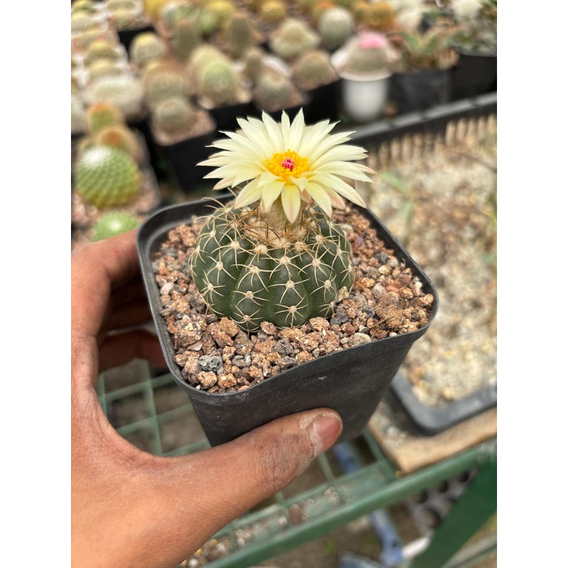 Cactus Notocactus Ottonis Hybrid