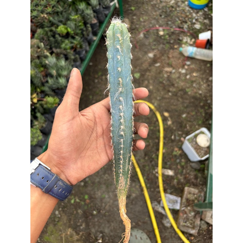 Cactus Pilosocereis