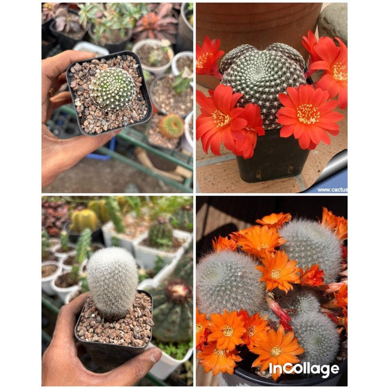 Cactus Rebutia Muscula Red flower