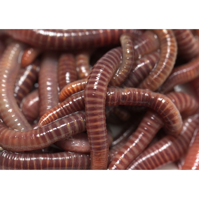 Composting Worms (european nightcrawlers and reds)