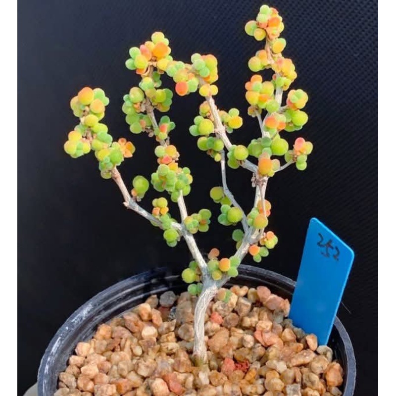 Drosanthemum Albiflorum
