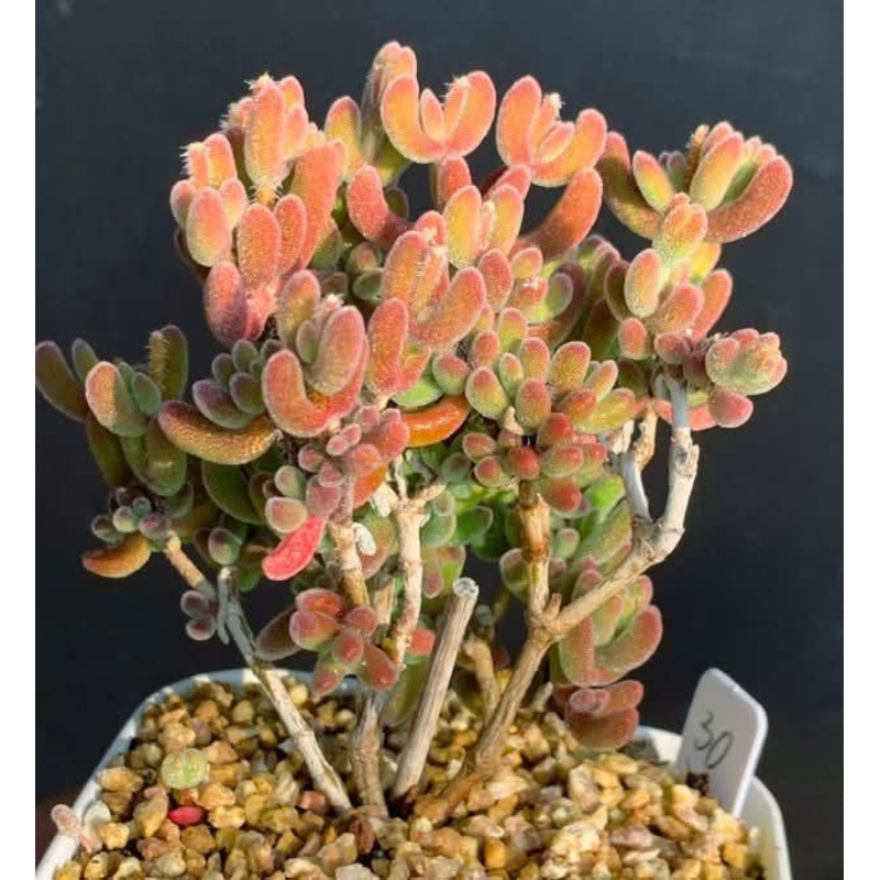 Drosanthemum Ambiguum